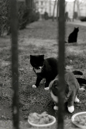 Scrappy and other Broome St. Alley cats, who have all died since Amalgamated Dwellings cut off their basement access. Scrappy passed away on June 10.