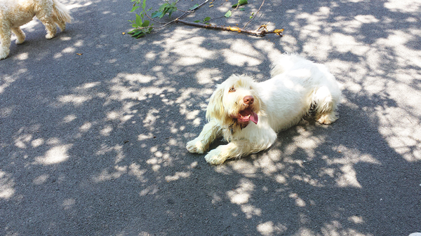 Roger, a friendly Italian Spinone, 5, lounged in the Mercer-Houston Dog Run on Wednesday.