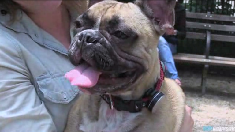 Utley the French bulldog wears a tracking device to monitor his activity. 