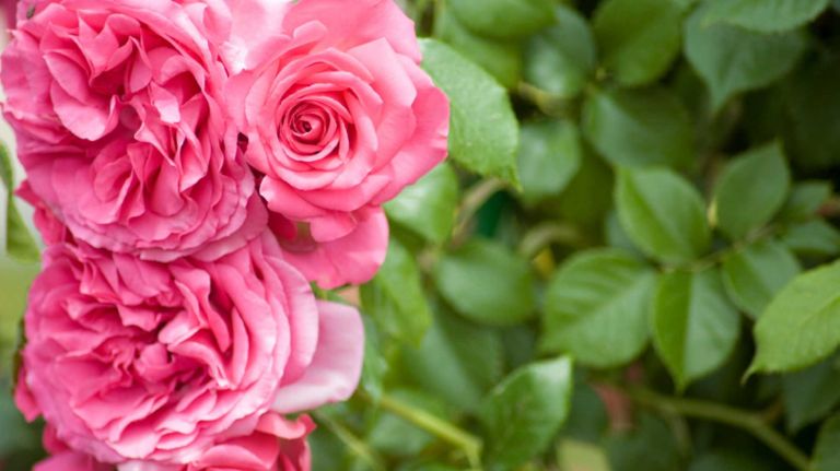 Garden roses: The garden variety of roses is anything but ordinary. A delicate cousin of the tightly wound red Valentine classic imparts a more relaxed, romantic feel.