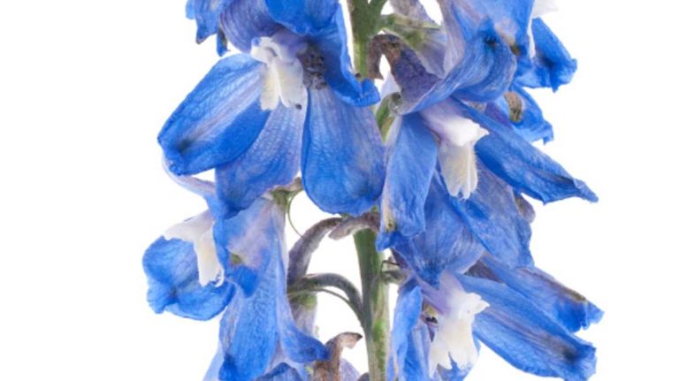 Delphinium: These delicate blossoms grow in long, bushy stalks, but for weddings they are often deconstructed and used in bouquets. They are usually white or bluish/purple and are sometimes used to add 