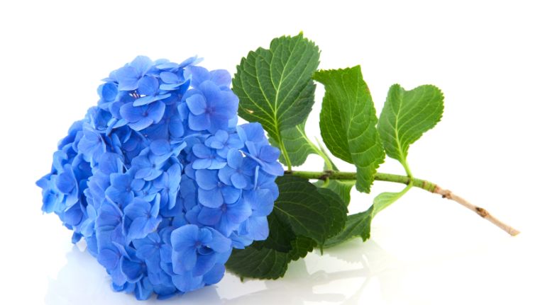 Hydrangeas: These big balls of flat-petaled flowers (ranging from whites to pink/purple/blues) add a bold, yet light and airy edge to bouquets and arrangements.