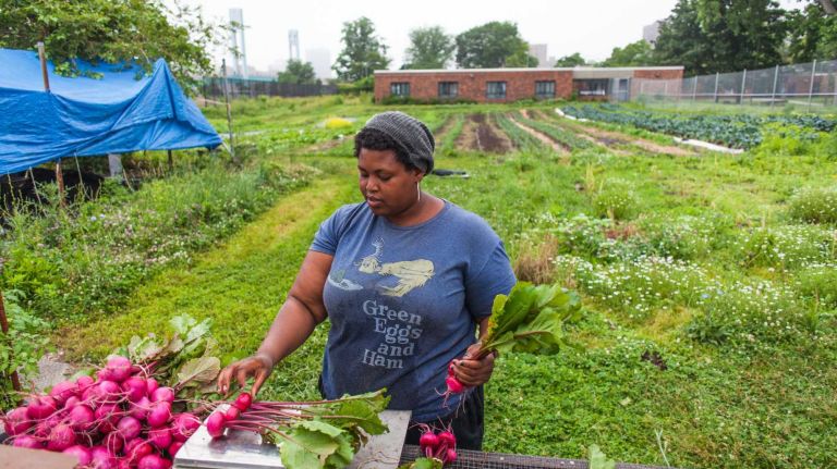 Kadeesha Williams harvests beets at a large urban farm on Ward's Island on June 12, 2014.
