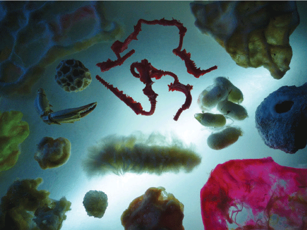 Buhmann on Art 3 Tomer Sapir: “Research for the Full Crypto-Taxidermical Index” | 2010-14, Cement, salt, wax, fibers of Ceiba insignis, latex, plastic, pigment, vitrine, dimensions variable (detail). Courtesy of the artist & apexart
