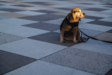 dog-in-thought