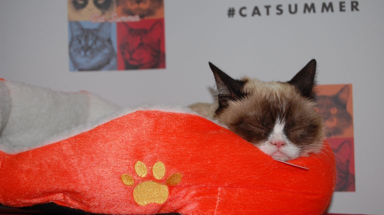 Grumpy Cat chills out at an event to promote his new video, 