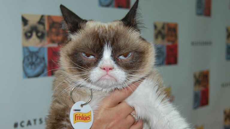 Grumpy Cat amny cropped