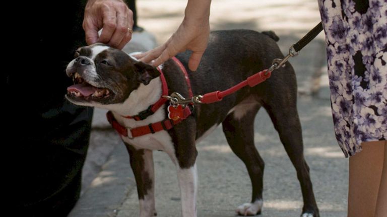 A 58-year-old New York University administrator was killed by a sanitation truck when her dog got loose while she was out walking it in Chelsea.