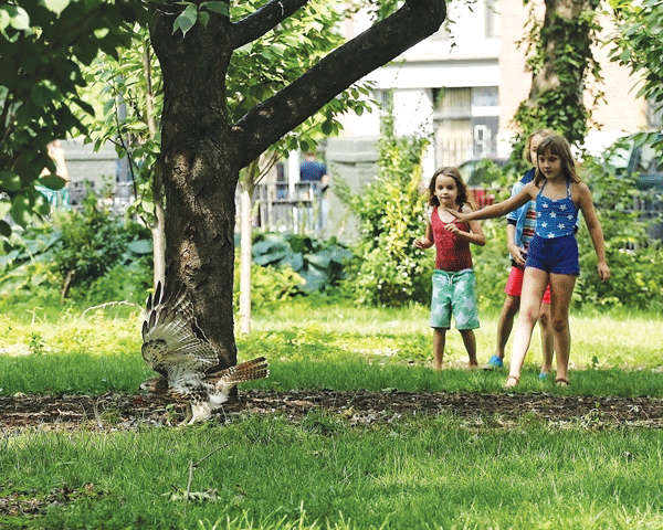 Some young girls cautiously approach one of the young raptors, which don’t pose a threat to humans — though, by some accounts, they sometimes prey on small dogs and cats.