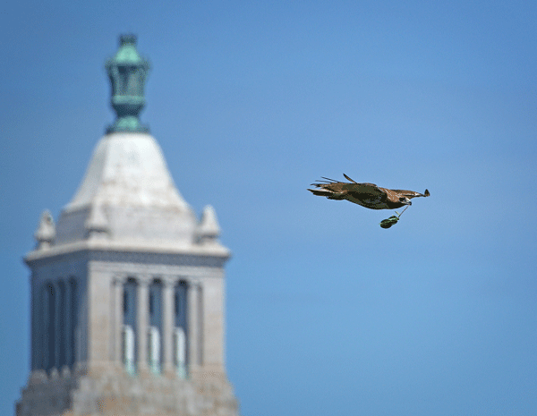 With the Con Ed building in the background, Dora flies homeward with a leafy branch for the Christodora House nest.