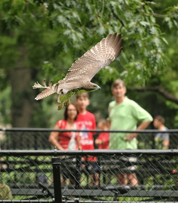 A juvenile red-tailed hawk, one of the offspring of Christo and Dora, swoops through the park, drawing stares from parkgoers. It’s difficult to distinguish the juveniles, so it’s not known if this was Shaft, Middle Child or Number Three.