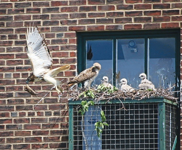 Sandwiched between photographers, one of the red-tailed juvenile hawks looks back curiously toward one of them.