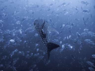 MaxTaylor_An-8-Meter-Whale-Shark-Glides-Through-a-School-of-Jacks