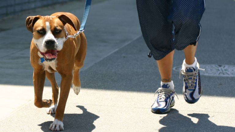 Some New Yorkers just can’t seem to bring themselves to pick up after their pup.