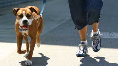 dog poop – istock – cropped
