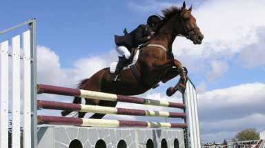 horse show istock
