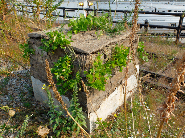 Part of artist Adrian Villar Rojas’s installation. Over time, the blocks will change shape due to both the elements and growing foliage in them.