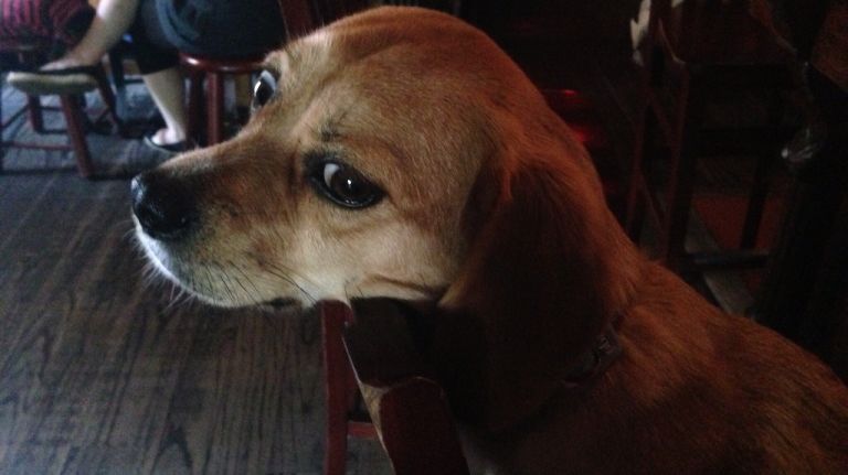 Owner of Park Slope bar The Gate wants ban on dogs lifted 2 City code forbids dogs inside eateries.