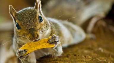 Eastern Grey squirrel istock