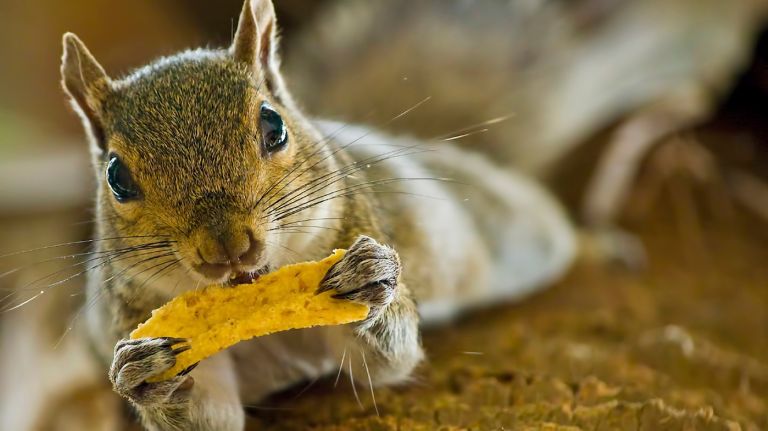 Eastern Grey squirrel istock