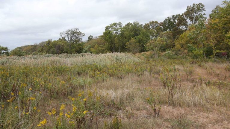 Vegetation along a pathway in Conference House Park in Tottenville.