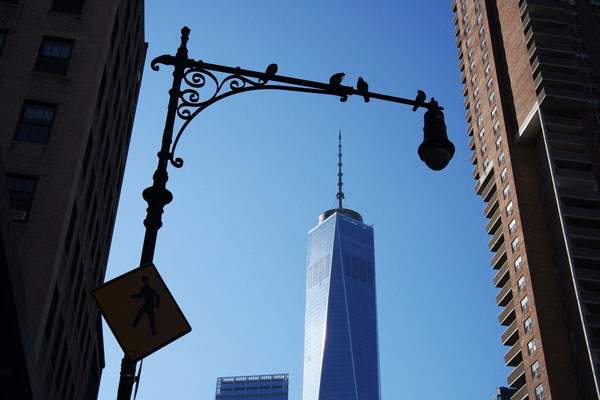 freedomtowerbirds