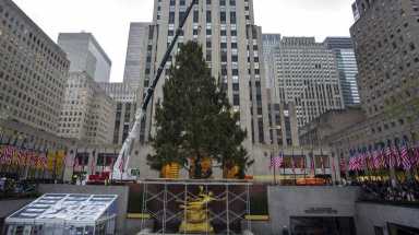 nyTREE