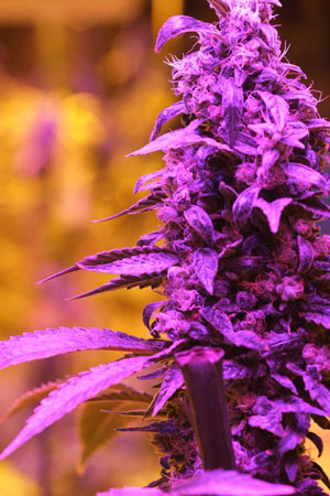 A purple pot plant in a greenhouse in Colorado, where taxes on legalized cannabis sales are bringing in $3 million a month.   File photo