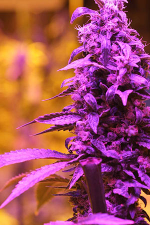 pot-pic