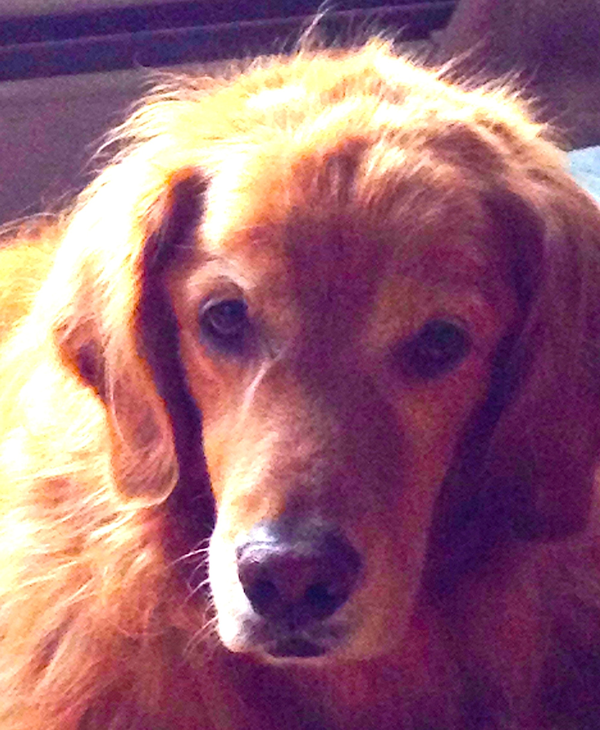 Downtown Notebook: Sadie, the four-legged mayor of Ludlow St. 1 Sadie.