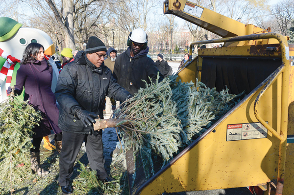 Feeling quite chipper; Mulch ado about old trees 1 Photo by Daniel Avila / NYC Parks