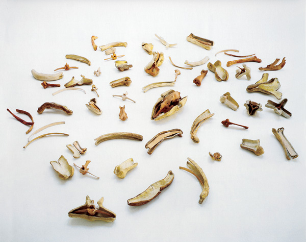 Buhmann on Art, Week of Feb. 12, 2015 2 Nancy Graves: “Bones and Their Containers (To Martin Cassidy)” (1971 / Steel, gauze, acrylic, plaster, burlap and wax / 8 by 132 by 60 in. / 20.3 by 335.3 by 152.4 cm.). Courtesy of the Nancy Graves Foundation, Inc and Mitchell-Innes & Nash, NY. All images © 2015 Nancy Graves Foundation, Inc/Licensed by VAGA, New York, NY.