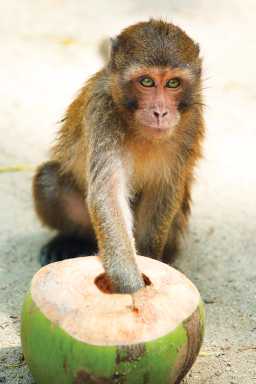 Feb26_-JDA_Monkey