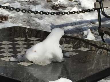 polar-bear-photo