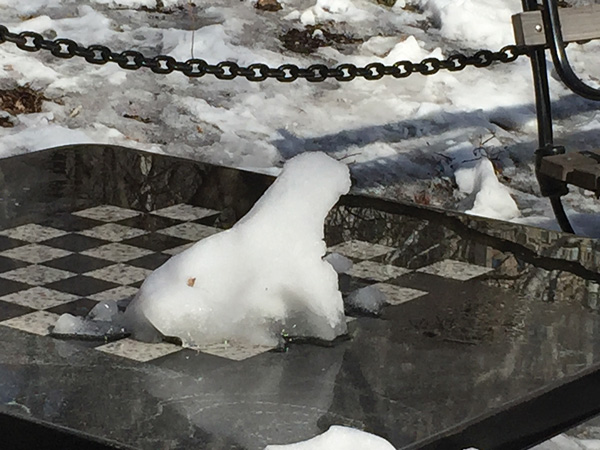 polar-bear-photo