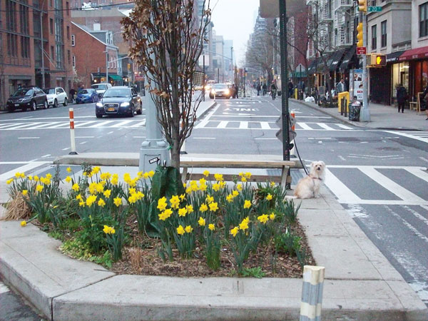 Community Activities, Week of March 12, 2015 1 Courtesy of Chelsea Garden Club Chelsea Garden Club member Chewy watches over the Ninth Ave. & W. 20th St. tree pit. The club’s pre-season meeting happens March 28 at St. Peter’s Chelsea.