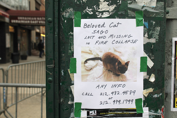 Four of the East Village Eight are still missing 1 cats,-sago