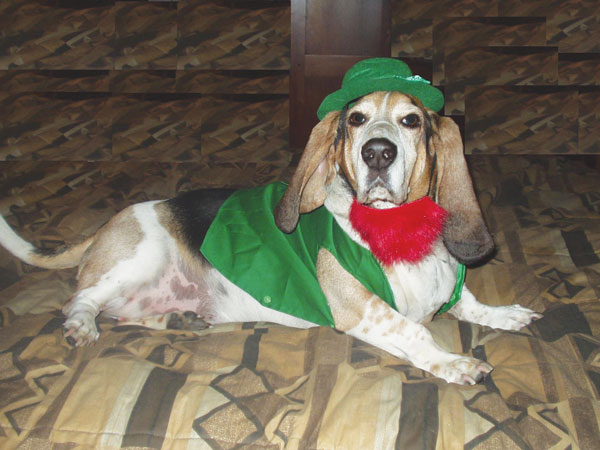 Clancy, the Seaport’s beloved Basset hound, who delighted neighbors and tourists alike with his costumes and antics.