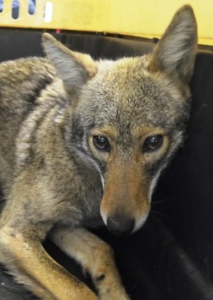 Photo courtesy of NYPD. The coyote who was caught in Battery Park City, April 25. 