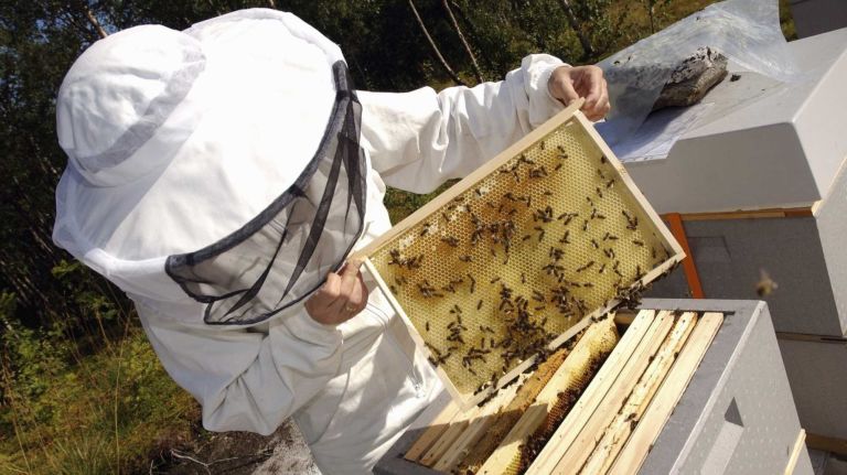beekeeping