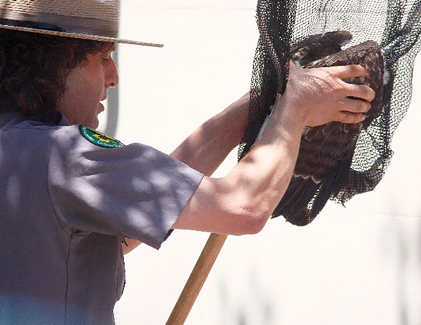 Ranger Rob netted the bird and took it to Tompkins Square Park.