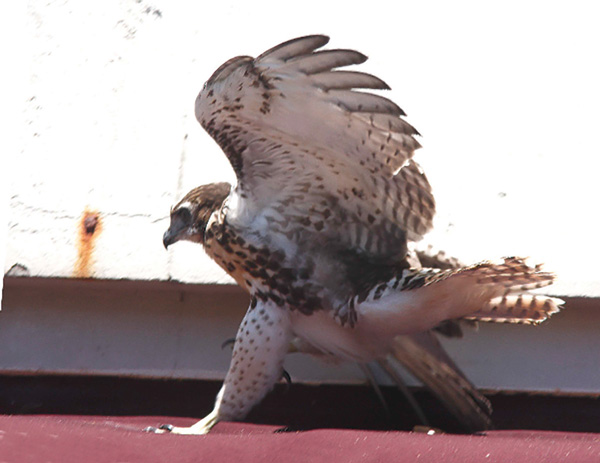 The young red-tail hawk flew up from the sidewalk onto the building’s awning.   Photos by Dennis Edge