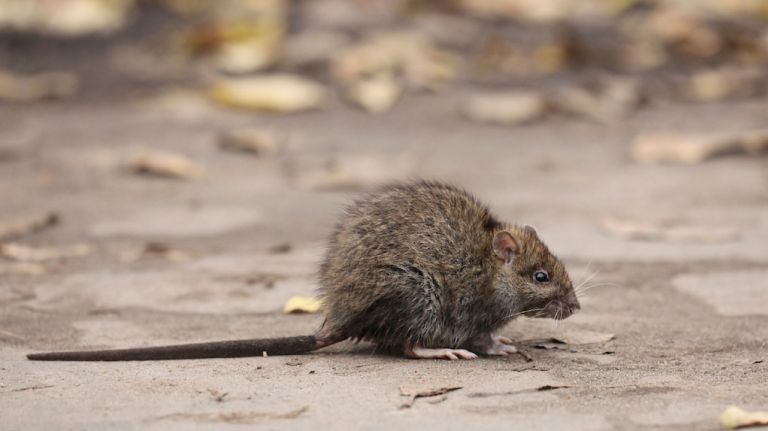 amny rat generic cropped