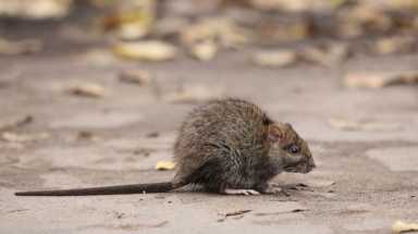 amny rat generic cropped