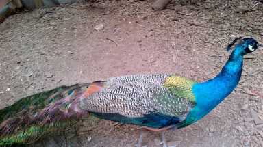 amnypeacock