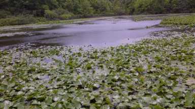amnymarsh
