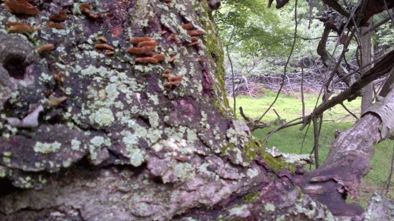 Clay Pit Ponds State Park Preserve photos 15 Fungus grows on a tree at Clay Pit Ponds State Park Preserve in Staten Island.