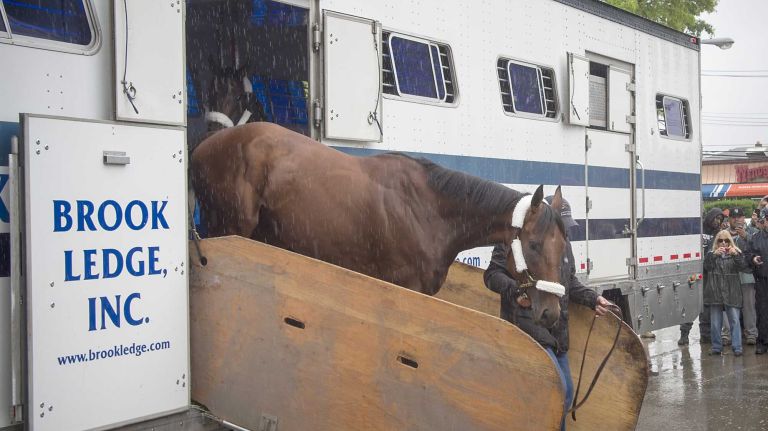 Triple Crown challenger American Pharoah disembarks from the horse van at Barn 1 at Belmont Park Race Track in Elmont on June 2, 2015.