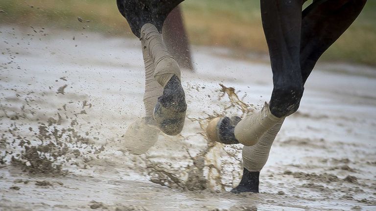 Horses work out on a soupy race track at Belmont Park in Elmont June 2, 2015.