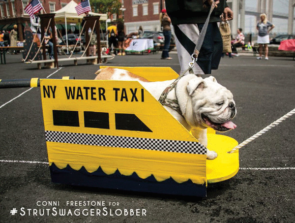 Photo by Conni Freestone A bulldog took a “Water Taxi ride” at the first annual “Strut, Swagger and Slobber” rescue event last month.